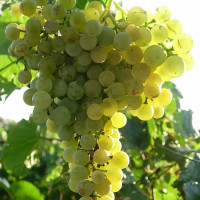 Саженцы Виноград Ритон