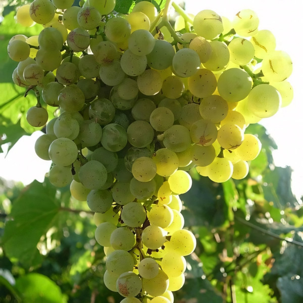 Саженцы Виноград Ритон