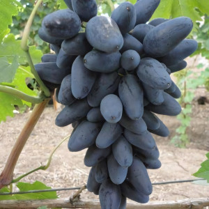 Саженцы Виноград Викинг