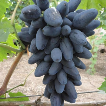 Саженцы Виноград Викинг