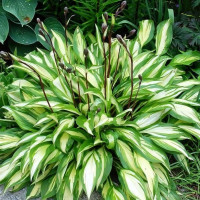 Саженцы Хоста Cherry Berry (Черри Бэрри) S