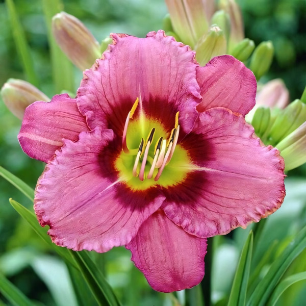 Саженцы Лилейник Always Afternoon (Олвэйс Афтенун)