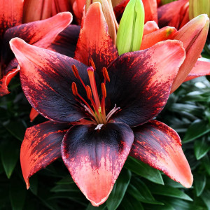  Лилия азиатская Tiny Ink (Тайни Инк)