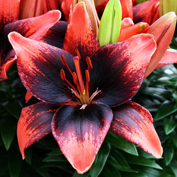 Луковицы  Лилия азиатская Tiny Ink (Тайни Инк) (3шт.)