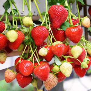 Клубника (крупноплодная) Моллинг Аллюр 5 шт. в упаковке