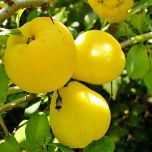 Саженцы Айва Зимняя