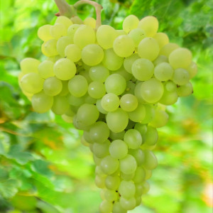 Саженцы Виноград Ляна