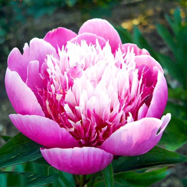 Саженец Пион Бельвиль