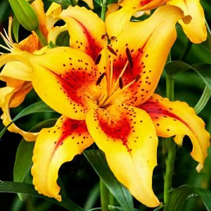  Лилия Отель Калифорния