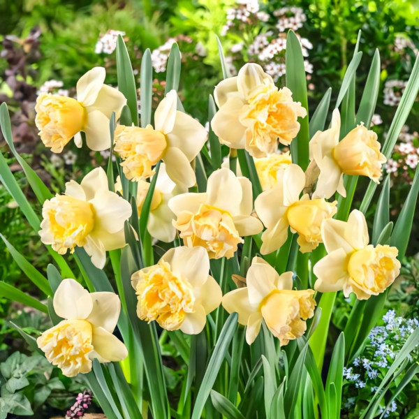 Луковицы Нарцисс крупноцветковый Арт Дизайн (в упаковке - 3шт.)