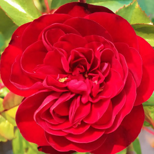 Саженцы Роза флорибунда Кордула