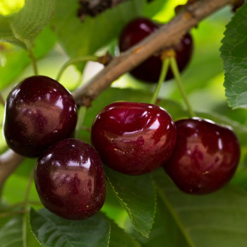 Саженцы Черевишня (дюк) Гирлянда