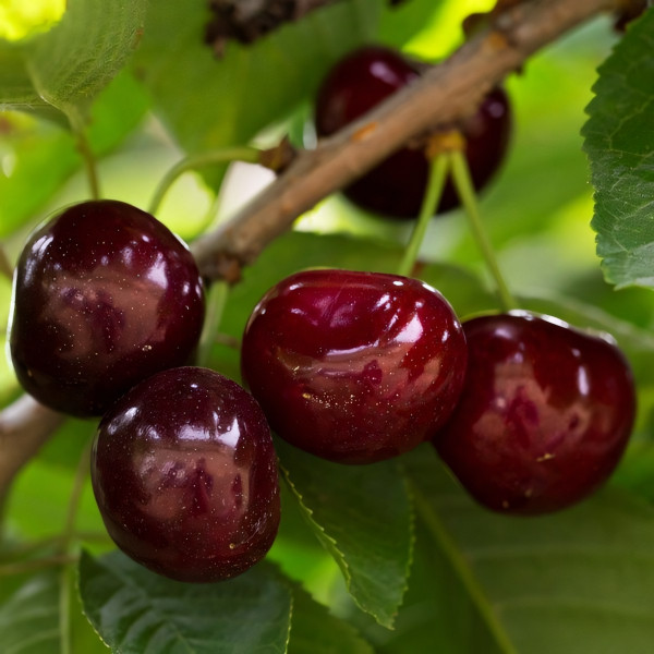 Саженцы Черевишня (дюк) Гирлянда