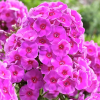 Саженцы Флокс Cosmopolitan (Космополитан)