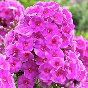 Саженцы Флокс Cosmopolitan (Космополитан)