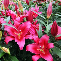 Луковицы Саженцы Лилия ОТ гибрид Morosini (Морозини) (3шт.)