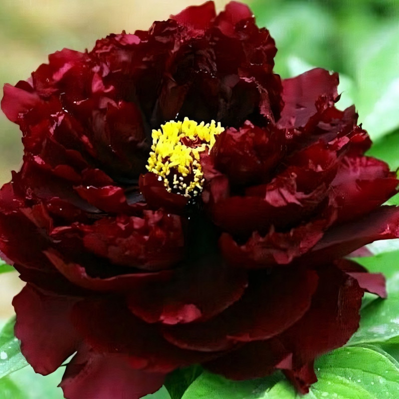 Саженцы Пион Black Beauty (Блэк Бьюти)