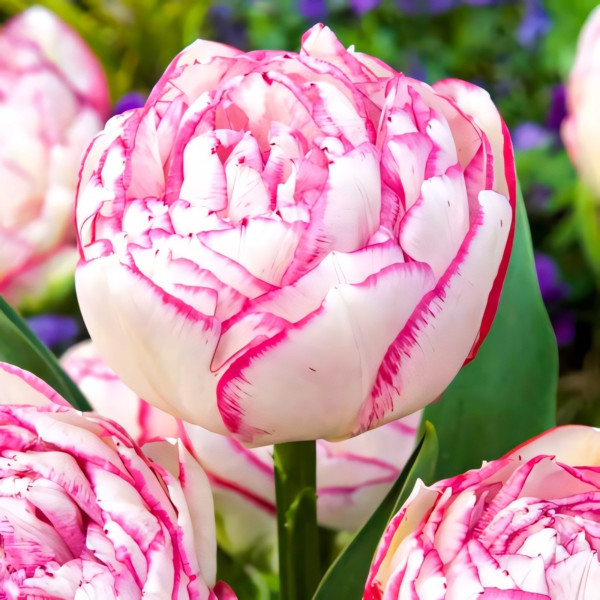 Луковицы Тюльпан махровый Дабл Тач