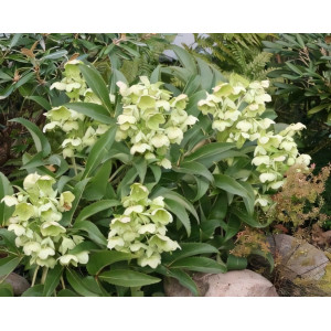 Морозник падуболистный 