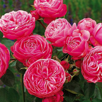 Саженцы Роза флорибунда Леонардо да Винчи