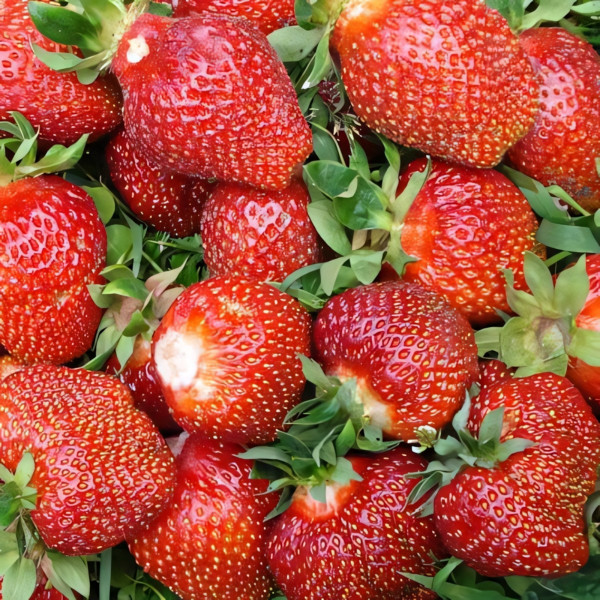 Клубника (крупноплодная) Ламбада 5 шт. в упаковке