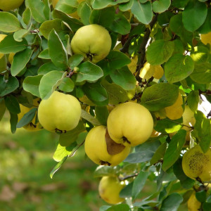 Саженцы Айва Тепловская