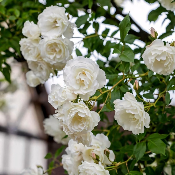 Саженцы Роза плетистая Айсберг