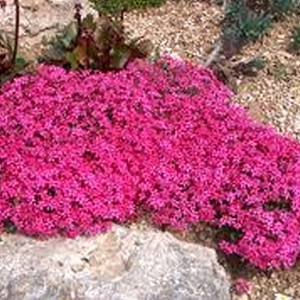 Саженцы Флокс шиловидный Scarlet Flame (Скарлет Флейм)