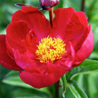 Саженцы Пион Lord Kitchener (Лорд Китченер)