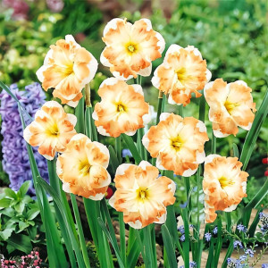 Нарцисс сплит-корона Кум Лауд (в упаковке - 3шт.)