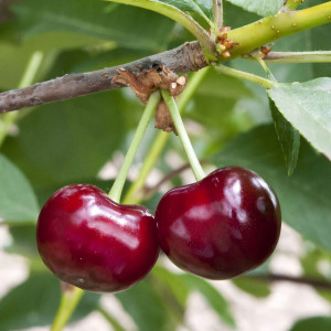 Саженцы Вишня Малышка