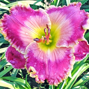 Саженцы Лилейник Picture In Picture (Пикча ин Пикча)