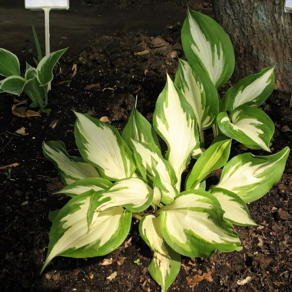 Саженцы Хоста Loyalist (Лоялист) М