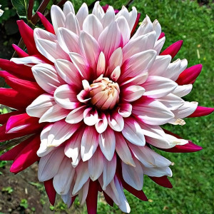 Саженцы Георгина декоративная Rebecca's World (Реббеказ Уорлд)