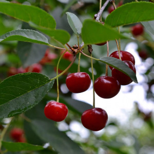 Саженцы Вишня Памяти Вавилова