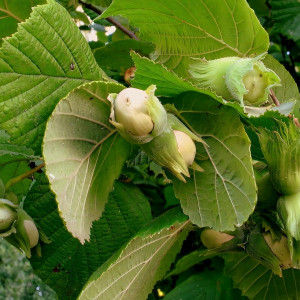 Саженцы Фундук Черкесский