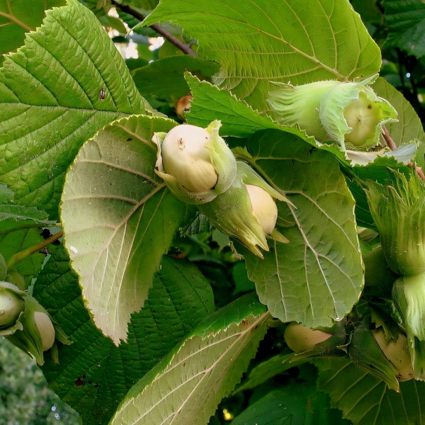 Саженцы Фундук Черкесский