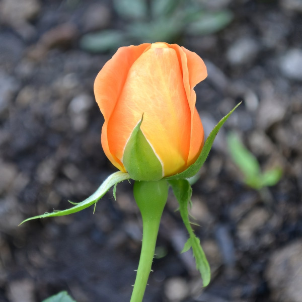 Саженцы Роза чайно-гибридная Вуду