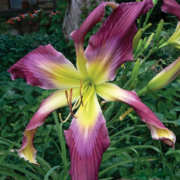 Саженцы Лилейник Chockcherry Mountain (Чокчерри Маунтин)