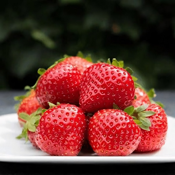 Саженцы Земляника Бравура ремонтантная  (упаковка 5 шт.)