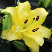 Луковицы Саженцы Лилия ОТ гибрид Exotic Sun (Экзотик Сан) (3шт.)