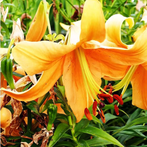  Лилия ОТ гибрид Orange Space (Оранж Спэйс)