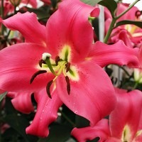 Луковицы Саженцы Лилия ОТ гибрид Fedora (Федора) (3шт.)