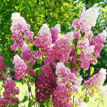 Гортензия метельчатая Fraise Melba (Фрайз Мельба)