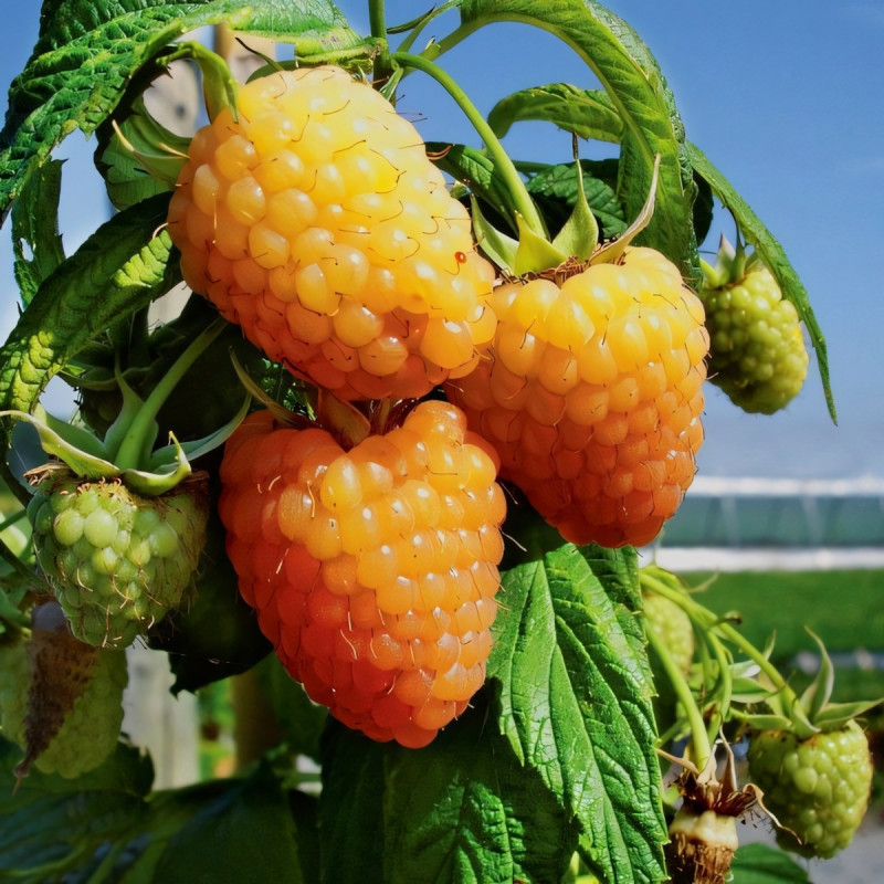 Саженцы Малина желтая Голден Эверест