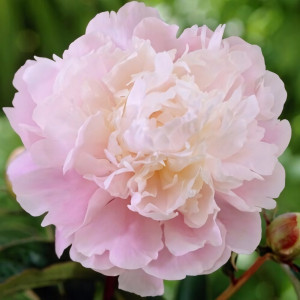 Саженцы Пион Moon River (Мун Ривер)