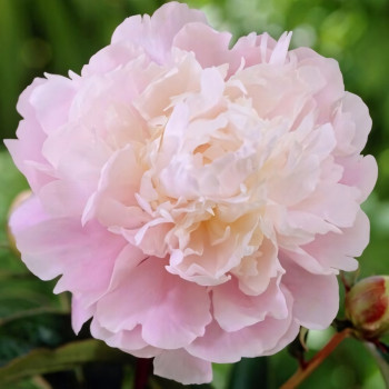 Саженцы Пион Moon River (Мун Ривер)