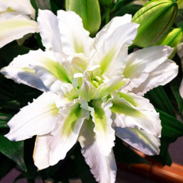 Луковицы  Лилия восточная Roselily Aisha (Розели Аиша) (3шт.)