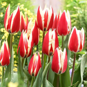 Тюльпан Триумф Спринг Сюрпрайз