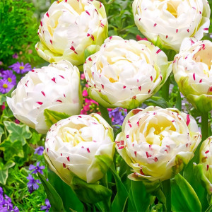 Тюльпан махровый Дэнс Лайн